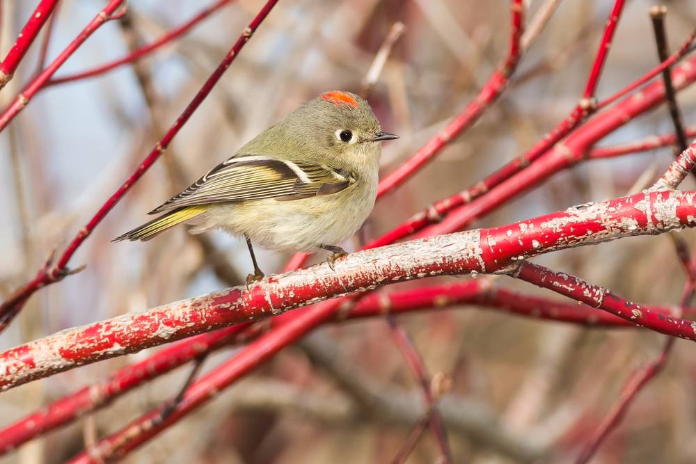 Ruby-crowned Kinglet